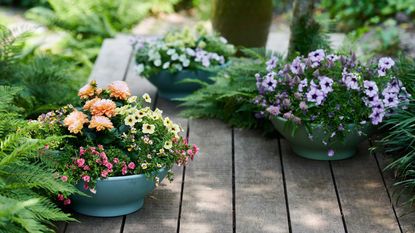 containers filled with flowers in the shade