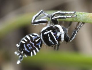 A male of the peacock spider species Maratus sceletus, which is nicknamed Skeletorus.