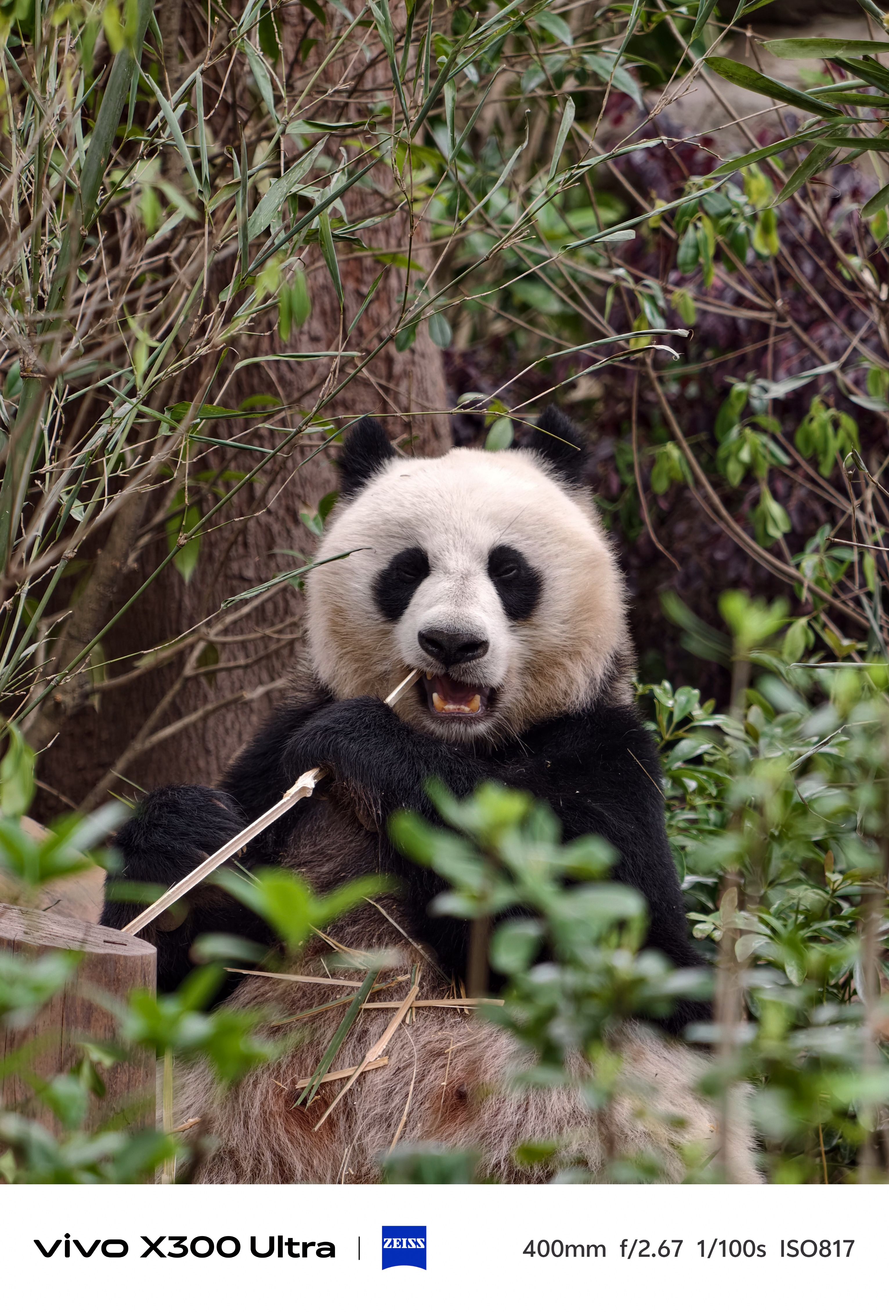 A giant panda sitting upright amidst dense bamboo branches and green shrubs, holding a thick bamboo stalk in its paws and biting into it.