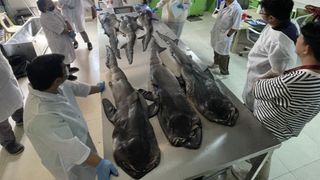 Pregnant Megamouth Shark Discovered - GKToday