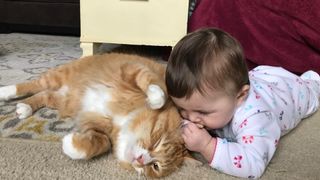 Ragamuffin cat with baby