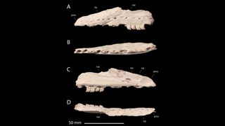 Different views of the mosasaur's jaw.