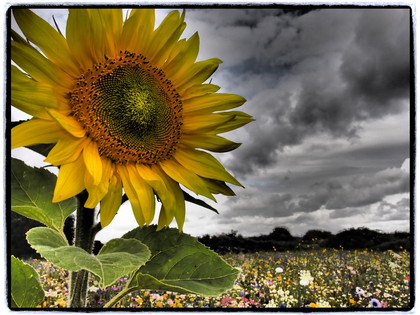 Sunflower