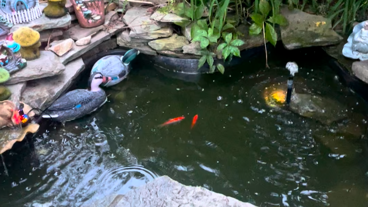 Koi fish in a backyard pond