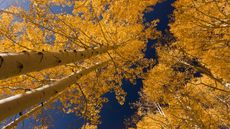 looking up through the canopy of several quaking aspen trees with yellow leaves in fall