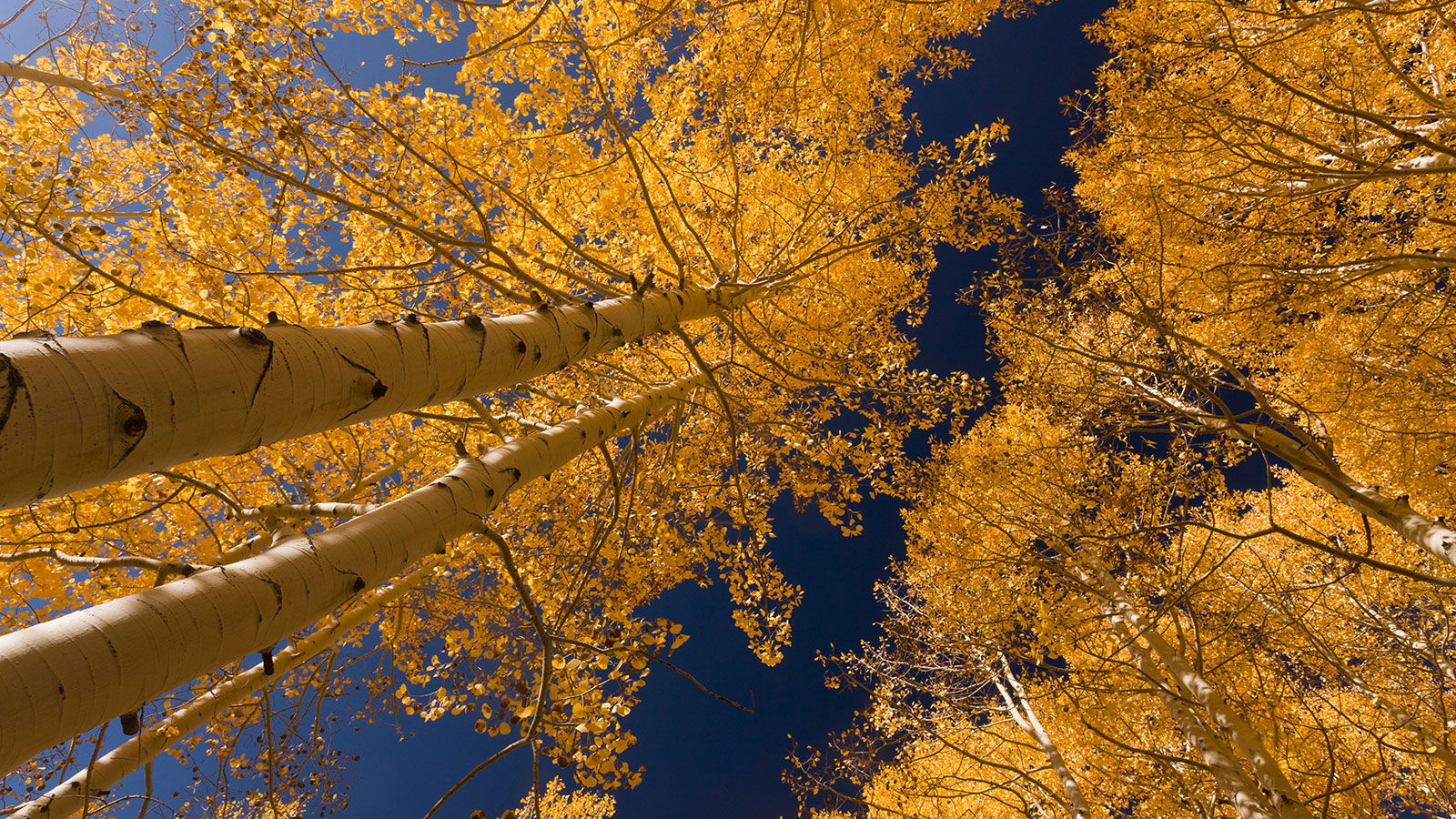 Quaking Aspen Care And Growing Guide Homes And Gardens