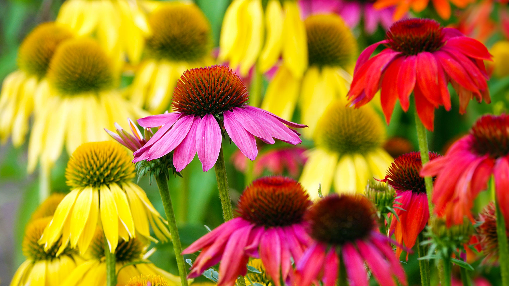 Echinacea Cheyenne Spirit coneflowers in mixed various colors