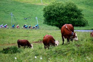 TIGNES FRANCE JULY 04 Cows during the 108th Tour de France 2021 Stage 9 a 1449km stage from Cluses to Tignes Monte de Tignes 2107m Landscape LeTour TDF2021 on July 04 2021 in Tignes France Photo by Chris GraythenGetty Images