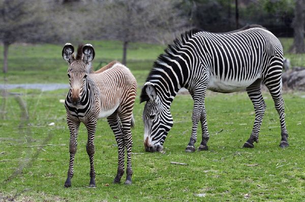 zebra-foal-jlarsen-110504-02