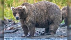 Grazer ("Bear 128"), with medium blonde coat and light fluffy ears, stands at the edge of the water with tall grass behind her.