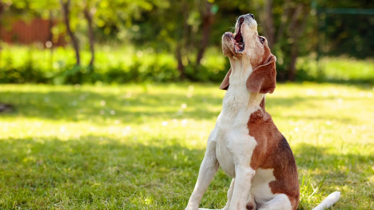 Beagle dog howling in the park