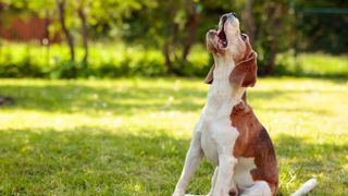 Beagle dog howling in the park