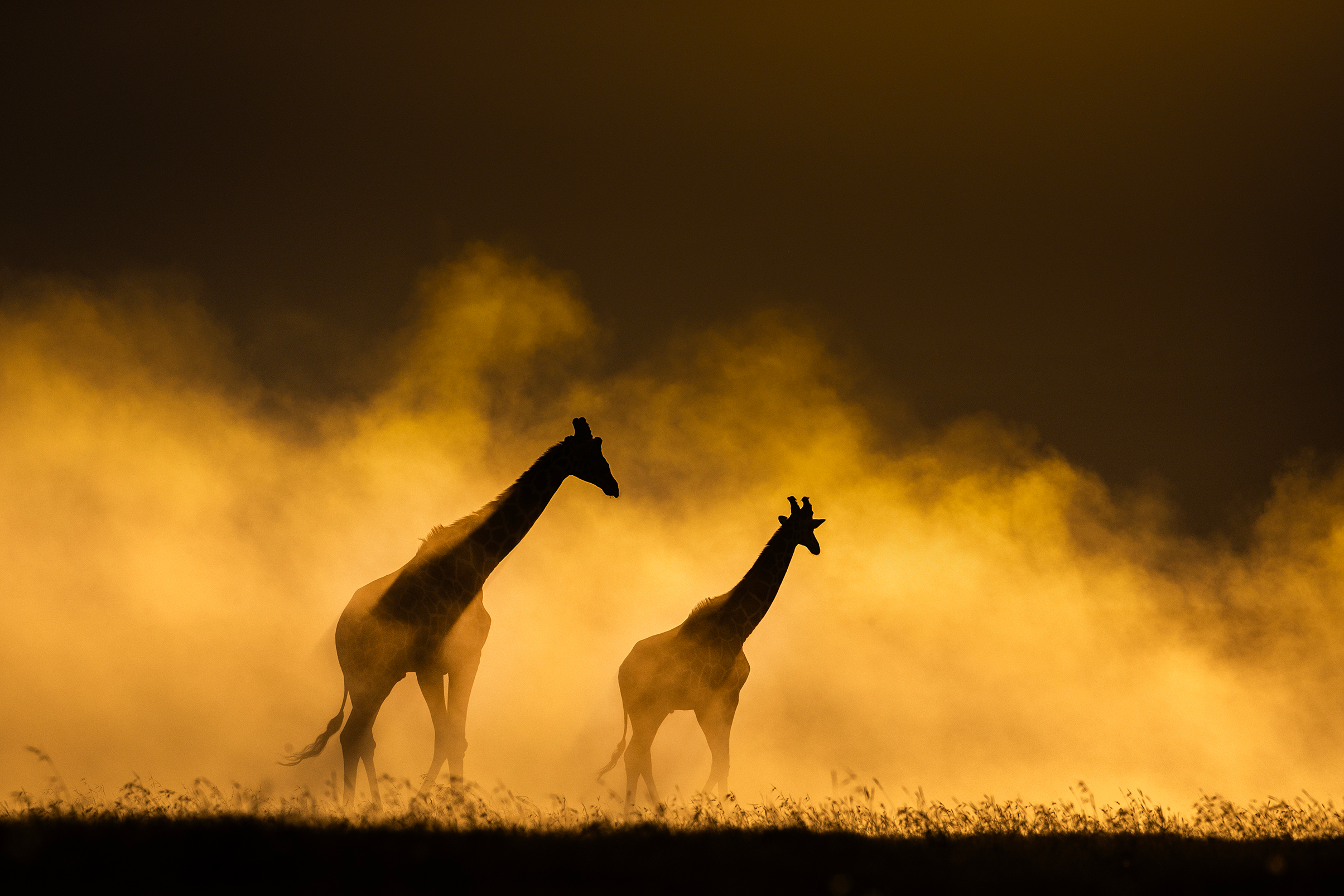 Silhouettes of two giraffes walking through golden mist during sunset over a grassy landscape