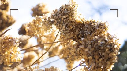  picture of dried hydrangea flowers in garden during autumn