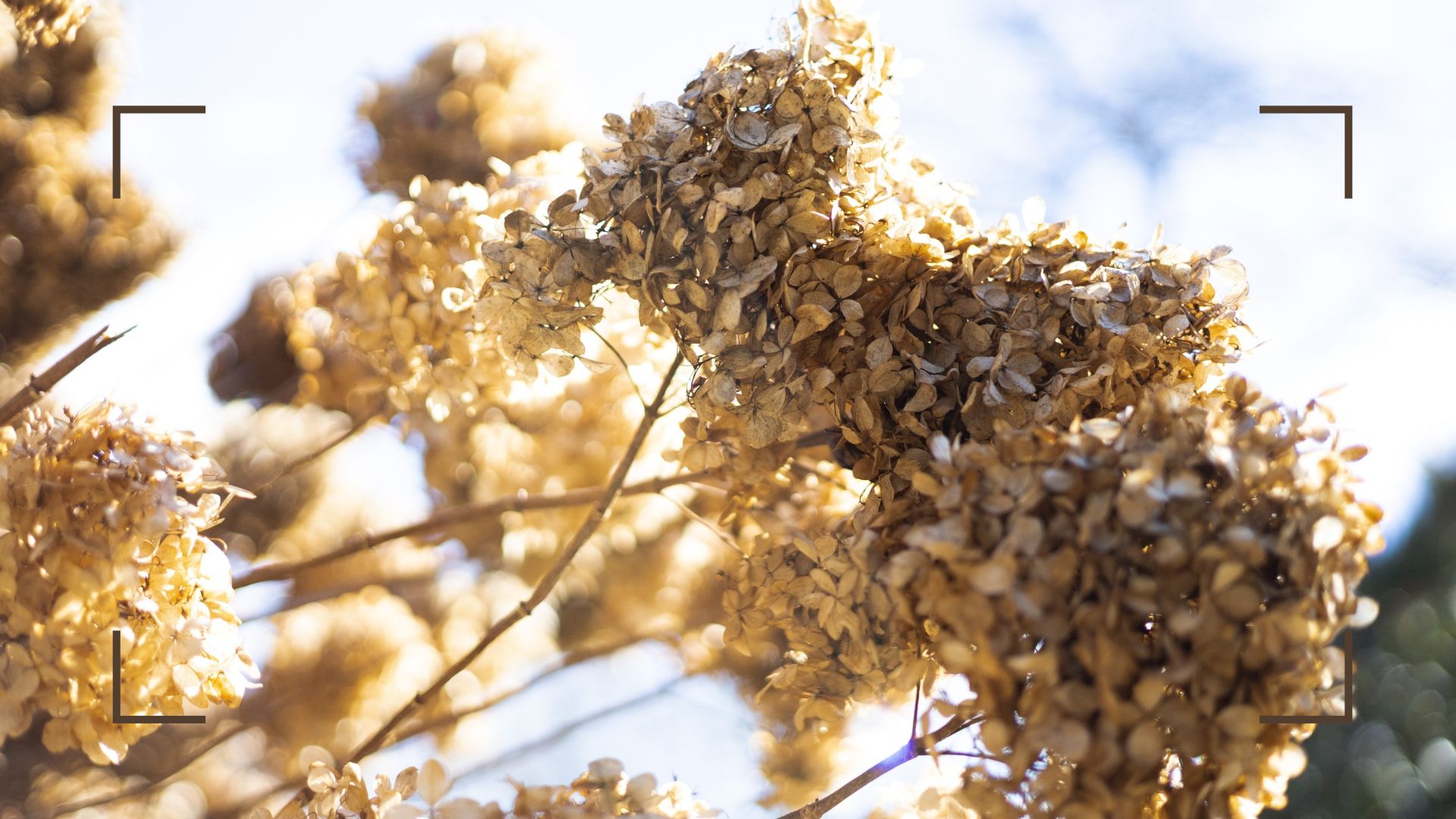 picture of dried hydrangea flowers in garden during autumn