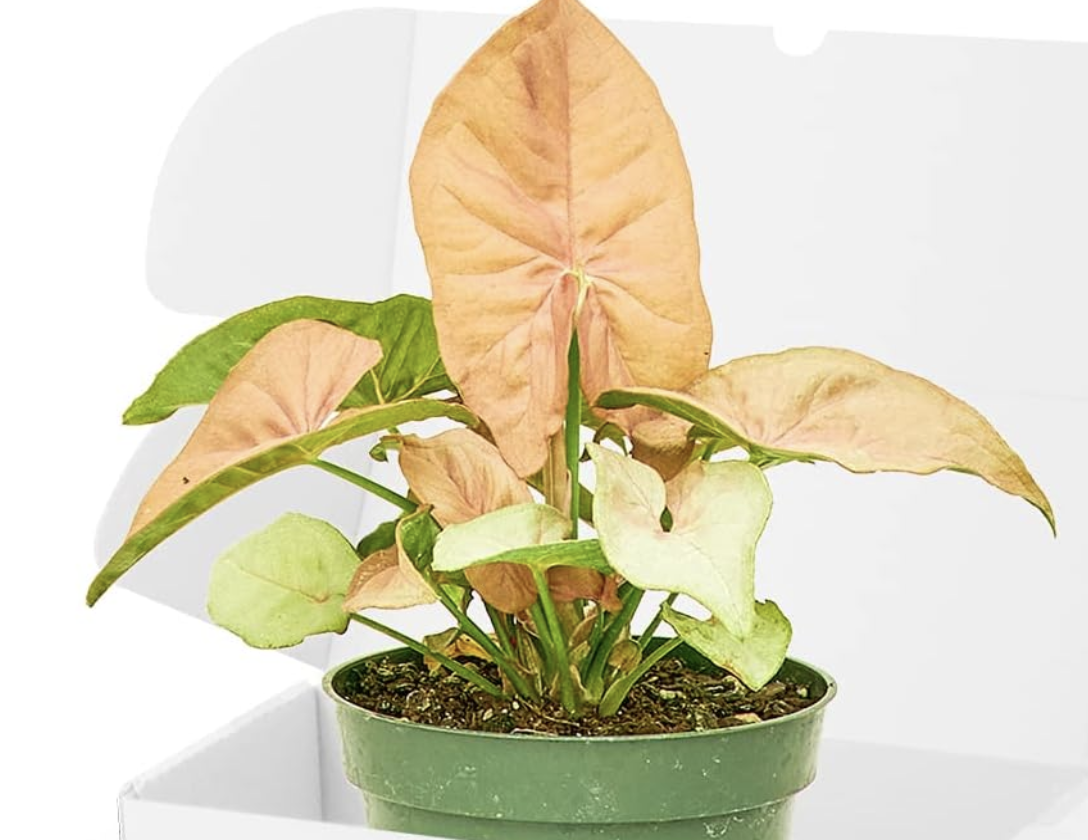 pink arrowhead plant