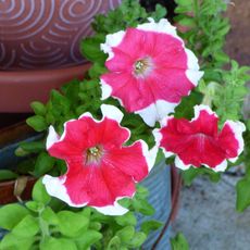 Container Grown Red-White Petunia Flowers