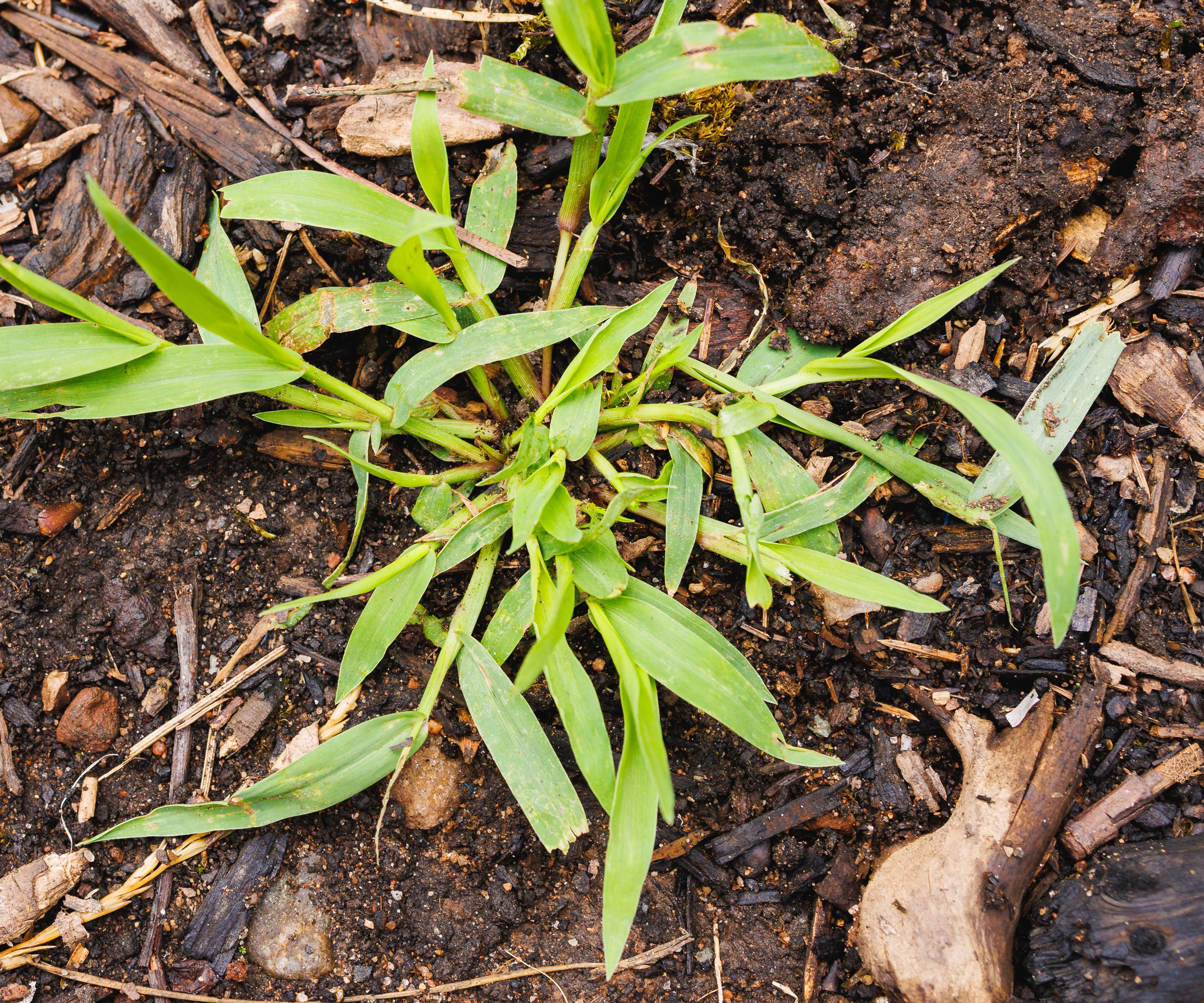 crabgrass growing in garden border