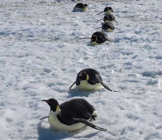 emperor penguins, penguins, antarctic penguins, british antarctic survey penguins