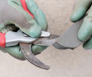 Sharpening secateurs with a whetstone