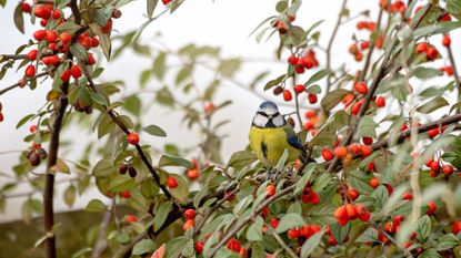 Bird in a garden