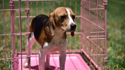 A former laboratory beagle is seen at a residence in Los Angeles, California, in 2016.