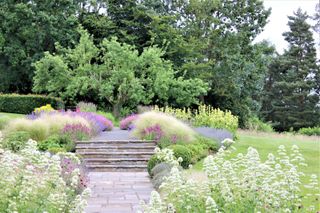 An example of how to landscape a backyard showing a stone path with steps surrounded by purple flowers and ornamental grasses
