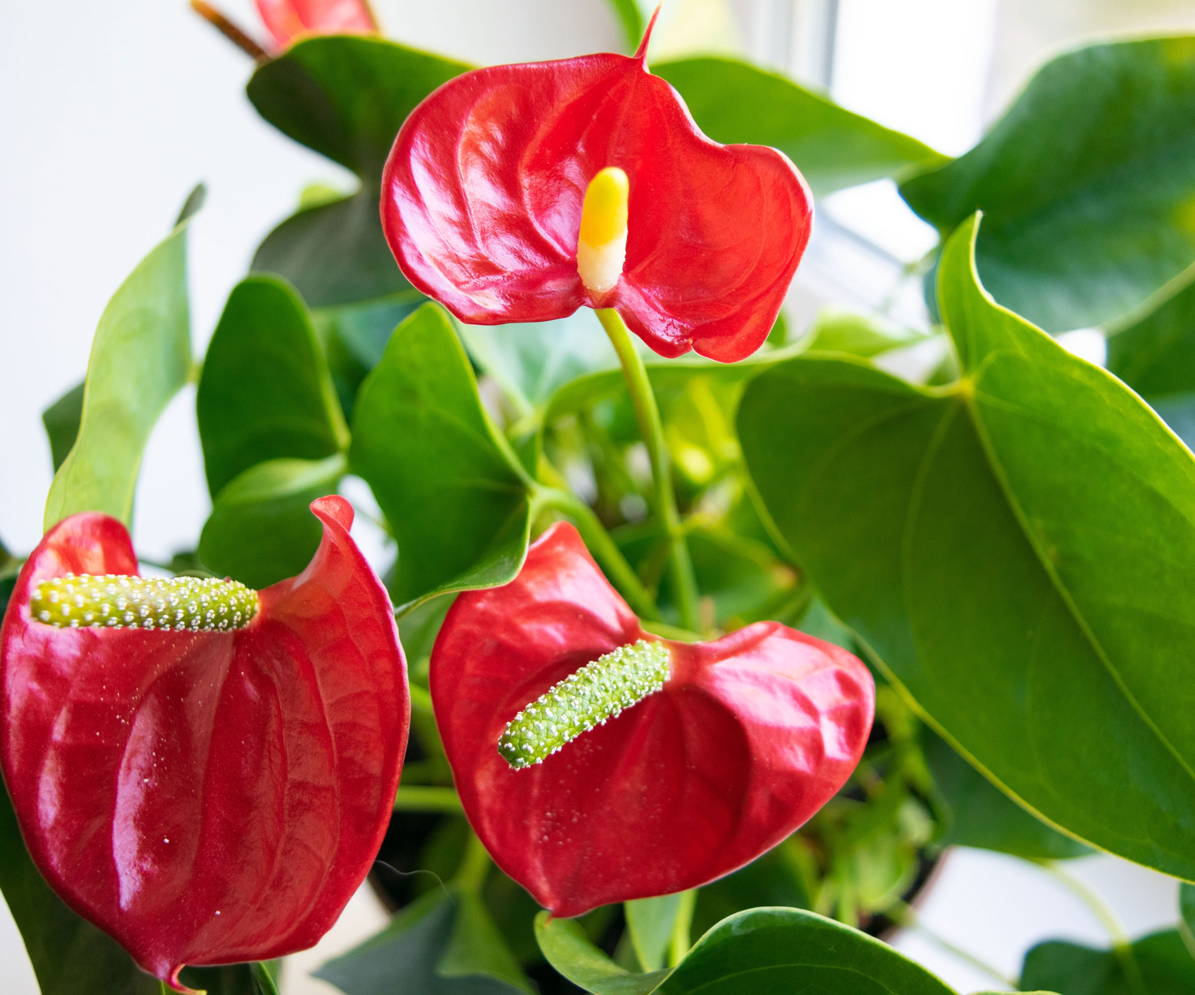 anthurium houseplant with red blooms