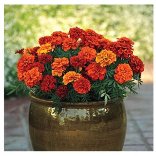  Park Seed Fireball Marigold Seeds