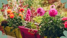 picture dahlias in window boxes outside