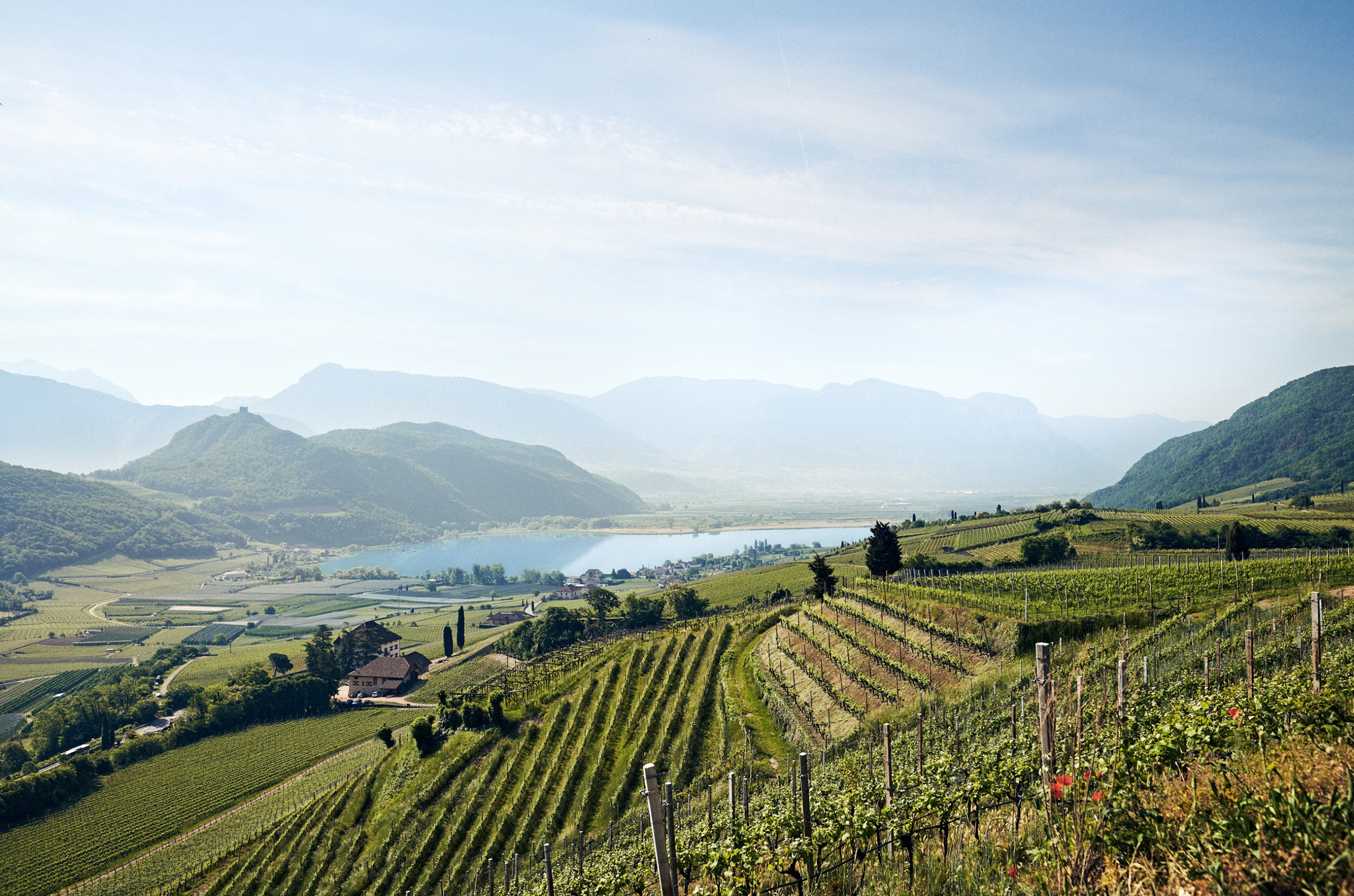 Terraced vines with hills and a lake in the background.