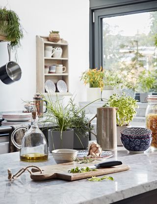 kitchen worktop with a number of herbs planted up for cooking