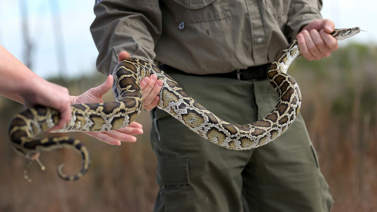 Wildlife biologist Jenny Ketterlin Eckles and wildlife technician Edward Mercer, both with the Florida Fish and Wildlife Conservation Commission, hold a Burmese python during a press conference in the Florida Everglades about the non-native species on Jan. 29, 2015 in Miami, Florida. 