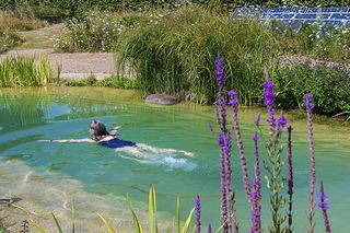 What you need to know about having a natural swimming pool in your garden