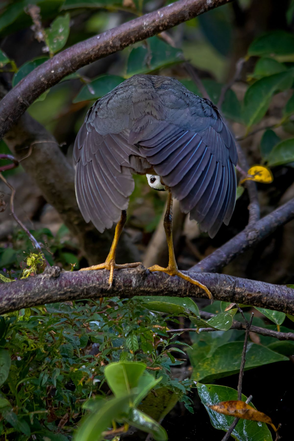 The Nikon Comedy Wildlife Awards tease us with their favorite entries