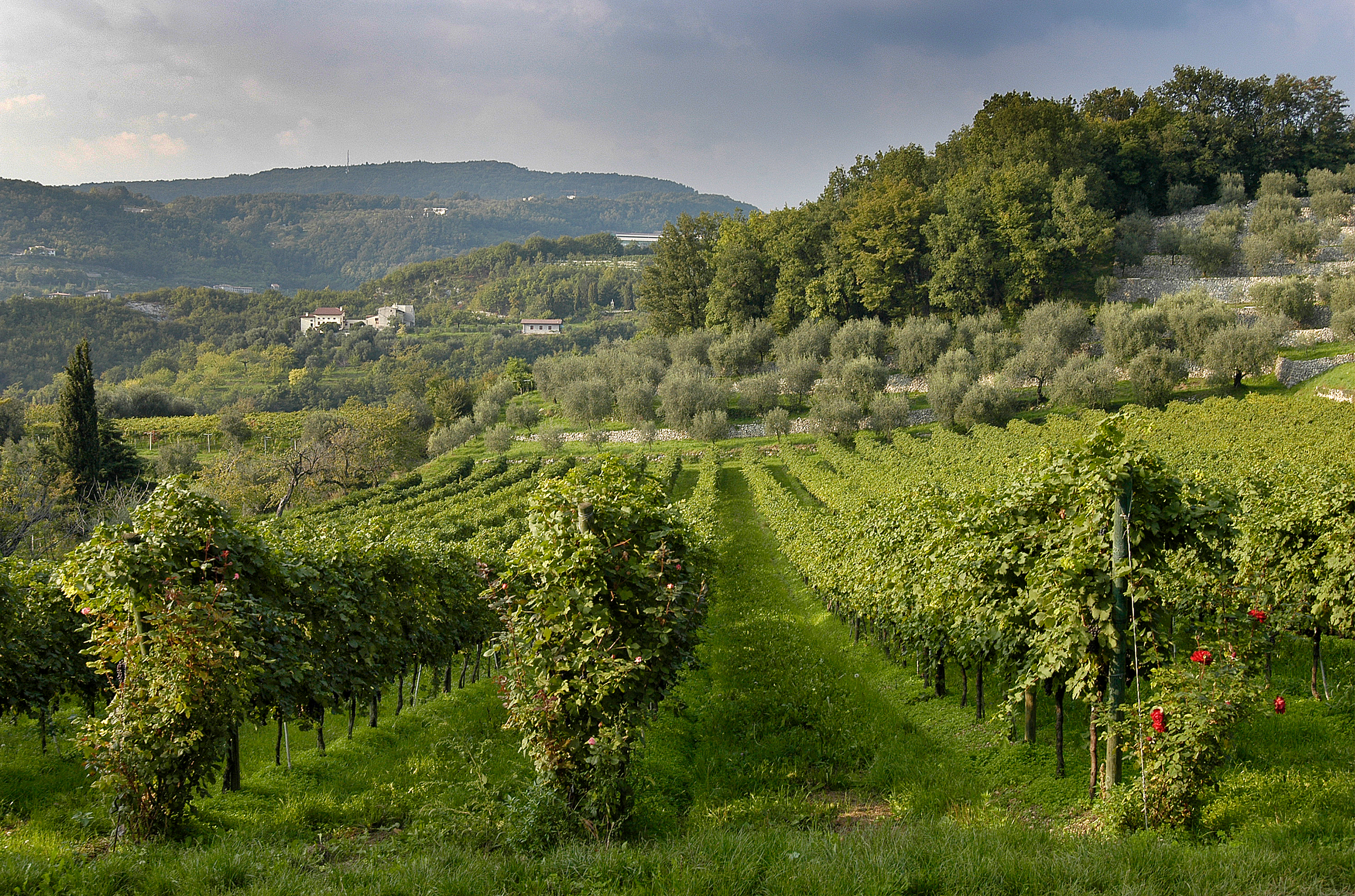 Rows of green vines with hills in the background