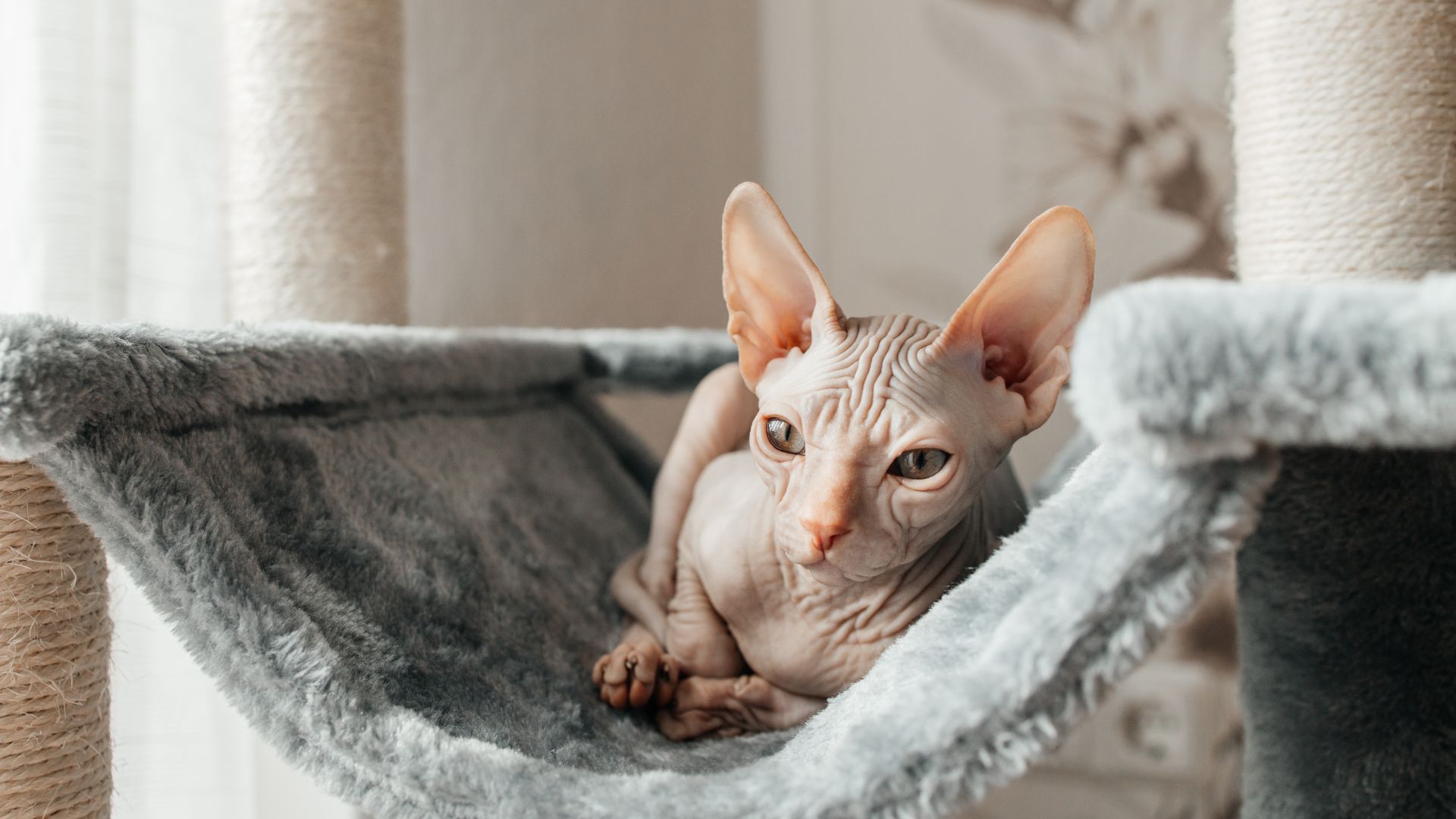 wrinkly hairless cat lying in a cat bed