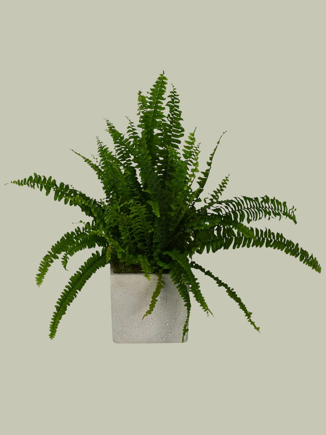 A potted Boston fern in a concrete planter from Flowers &amp;amp; Plants Co