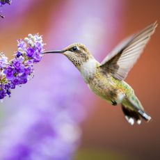 hummingbird drinking from flower