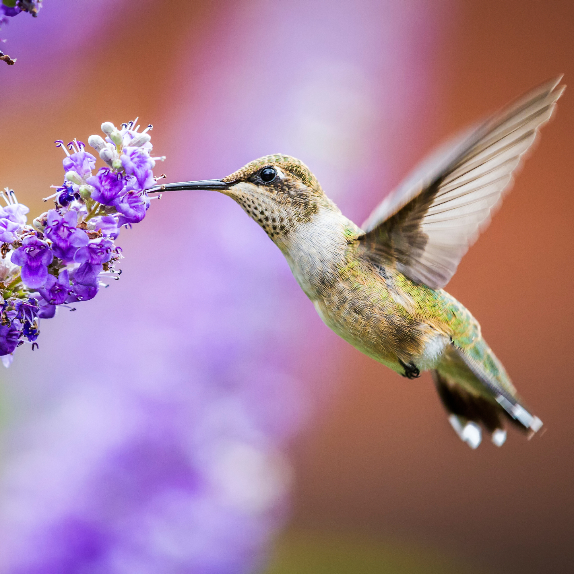 hummingbird drinking from flower