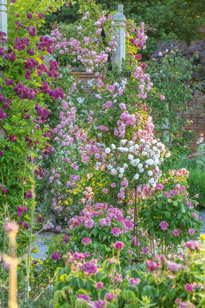Rosa &lsquo;Debutante&rsquo; and &lsquo;Bleu Magenta&rsquo; in the National Collection of pre-1900 shrub roses at Mottisfont Abbey gardens, Hampshire.