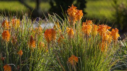 Orange and yellow red hot poker plants in a sunny border