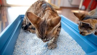 Cat playing in litter box hotsell