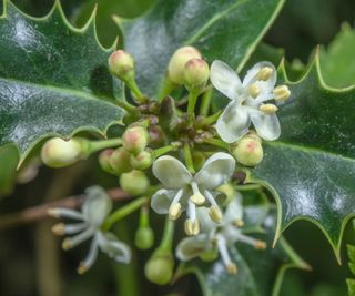 Holly bush flowers