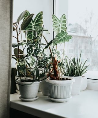 Houseplant trellis on windowsill