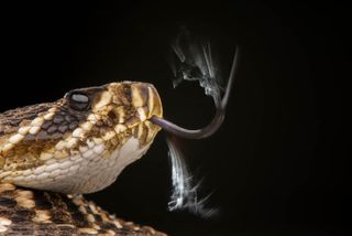 A diamondback rattlesnake tasting the air