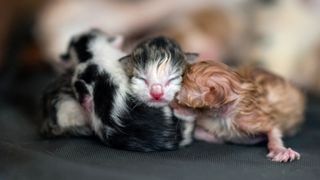 Image of kittens by Tamara Lackey