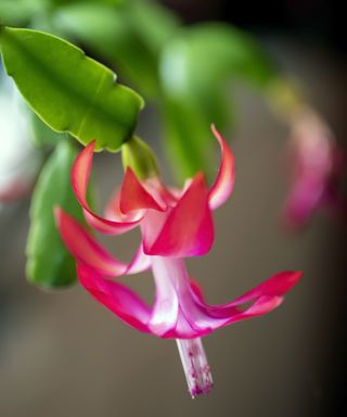 Fertilize Christmas cactus