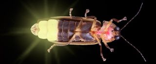 firefly-bug-100702-02