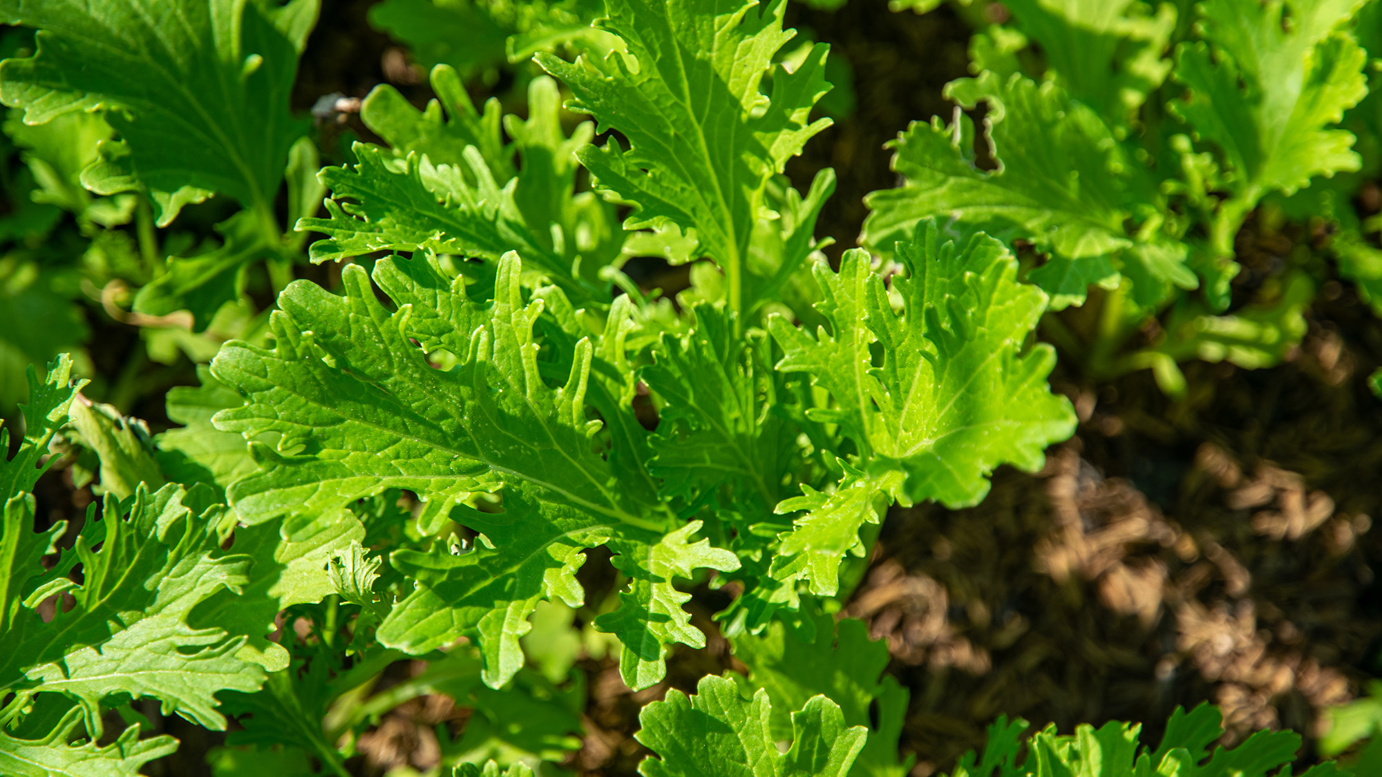 Mustard greens